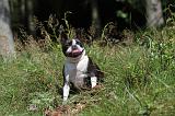BOSTON TERRIER 147